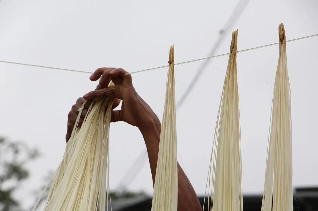 Domingo Carranza's woman hangs toquilla straw for bleaching and natural drying