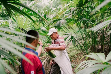 Domingo Carran Hats and his father in the wild toquilla field