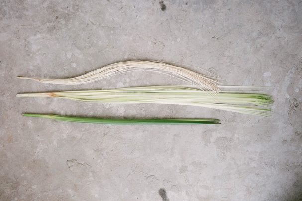 Photograph with three stages in the process of bleaching and drying toquilla straw. fresh plucked and precooked Dry and bleached ready to weave
